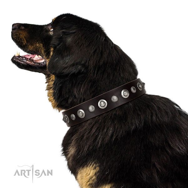 Tibetien Mastiff in brede bruine halsband hond