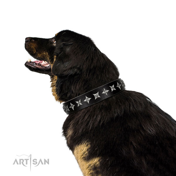 Tibetian Mastiff in brede zwarte halsband hond