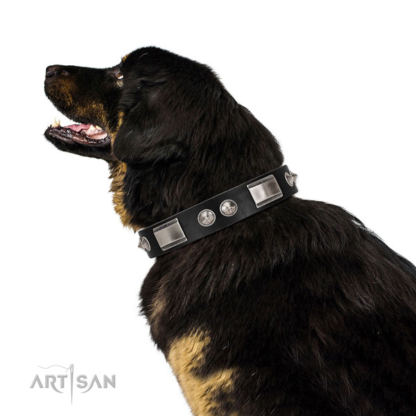 Tibetian Mastiff in brede zwart halsband hond