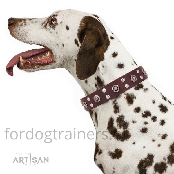 Stoere halsband voor Dalmatir