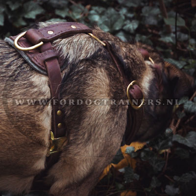 Leren hondentuig voor sterke hond Wolfhond