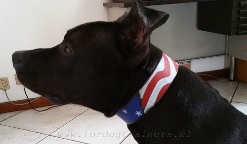 Amstaff hondenhalsband met mooie verven