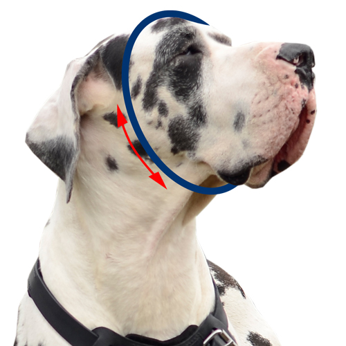 Hoe u meet uw hond voor choke halsband