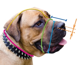 Hoe moet u uw hond meten voor een muilkorf