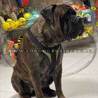 Nylon Tuig voor Hond