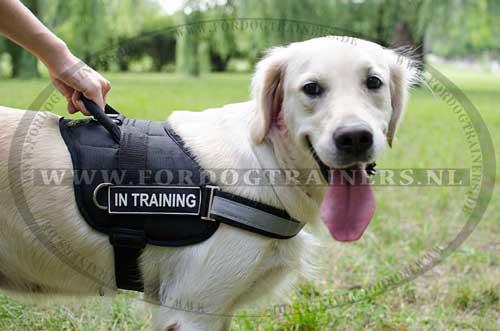 Hondentuig op een Golden Retriever