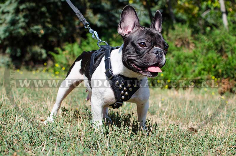 Luchtvaartmaatschappijen Vloeibaar Kerel Franse Bulldog hondentuig van leer | Design 2016 - €82.7