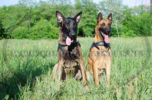 Hondentuig om uw hond te trainen