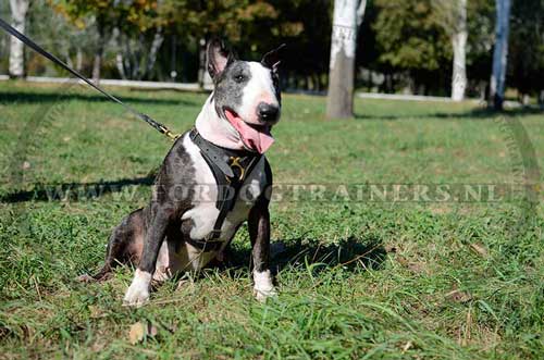 Leren hondentuig voor Bulterrier