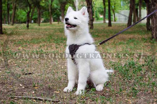 Puppy in de Honden Tuig voor Puppies