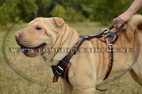 Stekeldraad Design Tuig voor Shar-Pei