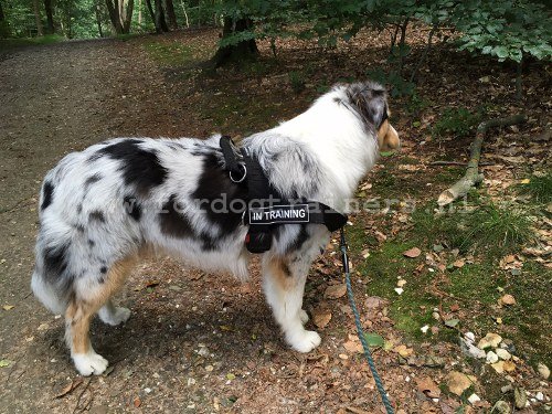 Hondentuig voor Werk Honden