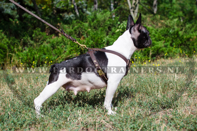 snelheid periscoop Memo Leren Hondentuig voor Franse Bulldog Hondenras - €68.9