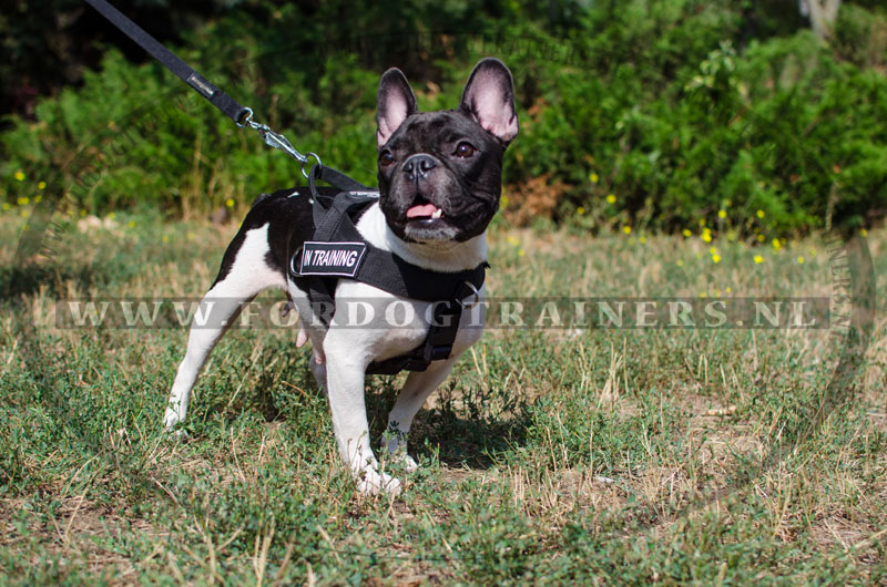 verbrand Demonteer bruid Nylon Hondentuig voor Fransebulldog Trainings - €34.9