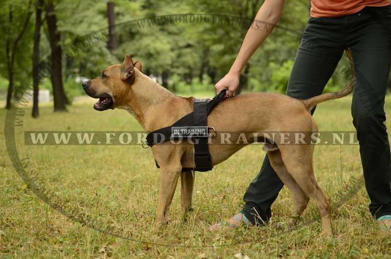 tanker sympathie computer Nylon Tuig voot Training met Pitbull - €34.9