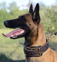 Lederen Halsband voor Agitatie werk voor Malinois [C33NH1106 Halsband Agitatie Mali]