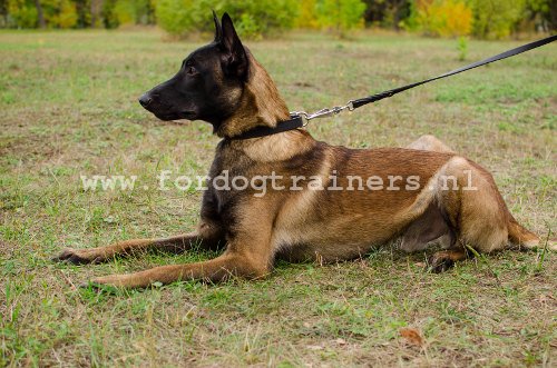 Hoge Kwaliteit Halsband voor Belgische Herder