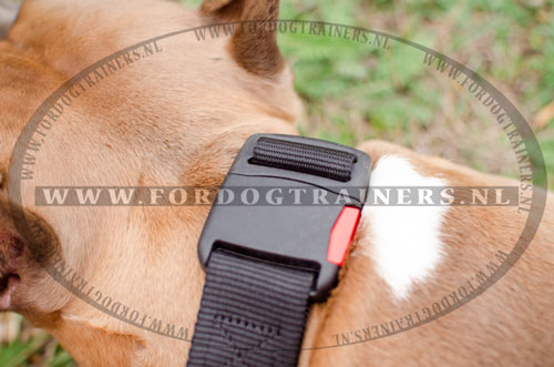 Sterke prachtige halsband
voor Amstaff