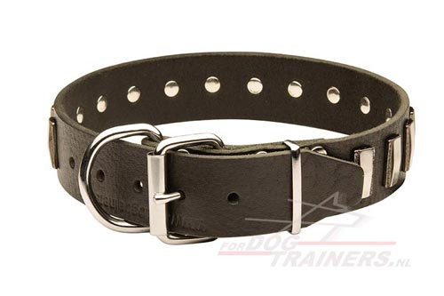Dog Collar Leather Decorated with Round Rivets