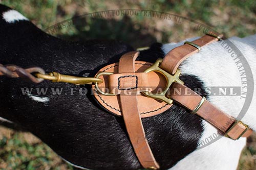 Honden
Tuig op de Hond