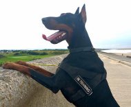 Dobermann hondentuigje voor K9 training [H17##1106 Nylon Honden Tuig SAR]