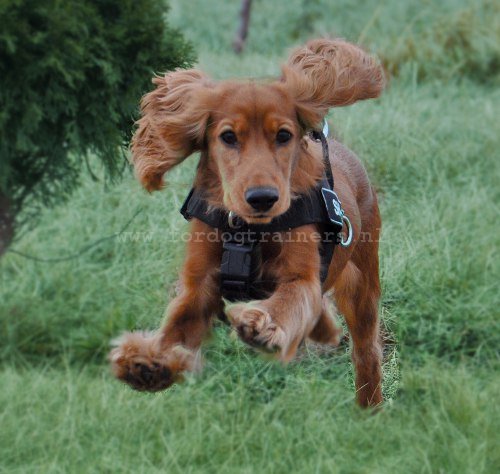 Hondentuig voor Werk Honden