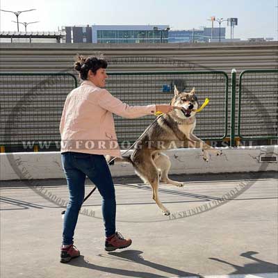 Ons
product op de Hond van de Klant