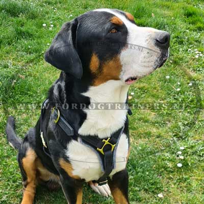 Lederen Honden Halsband met Messing
Versieringen