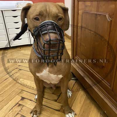 Goede tuig voor voor training hond