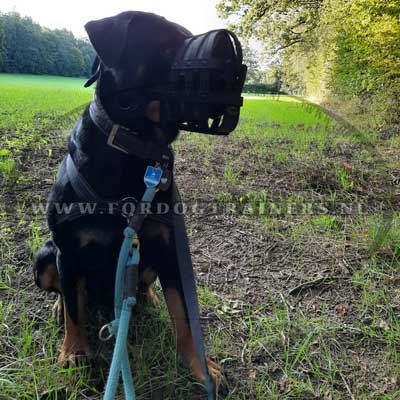 Goede tuig voor voor training hond