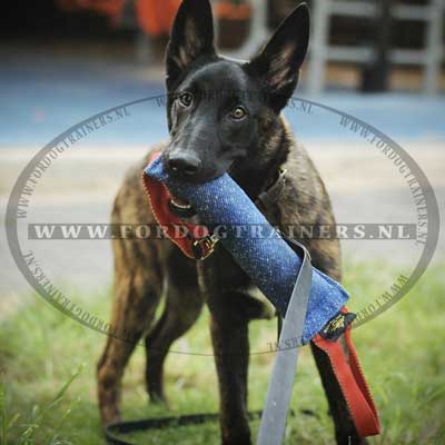 beste
training van uw hond