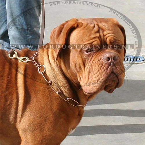 Stik halsband hond