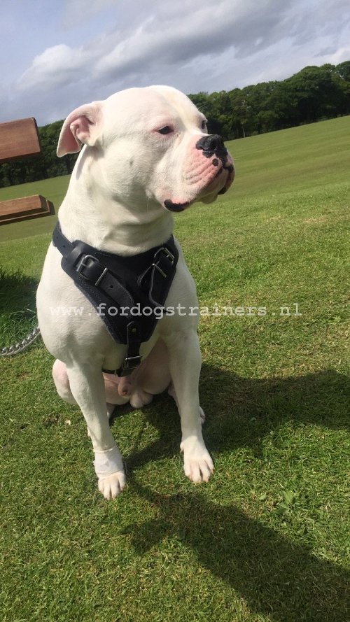 Agitatie Lederen Tuig voor de Hond Amerikaanse Bulldog - Klik op de afbeelding om het venster te sluiten