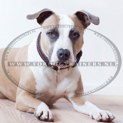 Zwarte leren hondenhalsband Amstaff