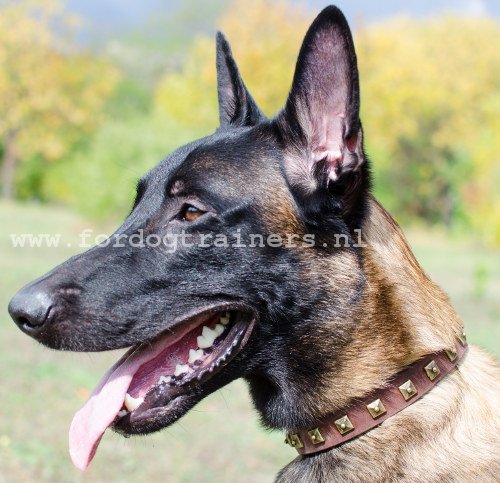 Malinois Halsband van leer met Decoraties - Klik op de afbeelding om het venster te sluiten