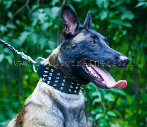 Stoere Brede Leren Halsband Belgische Herder hond ❺ - Klik op de afbeelding om het venster te sluiten