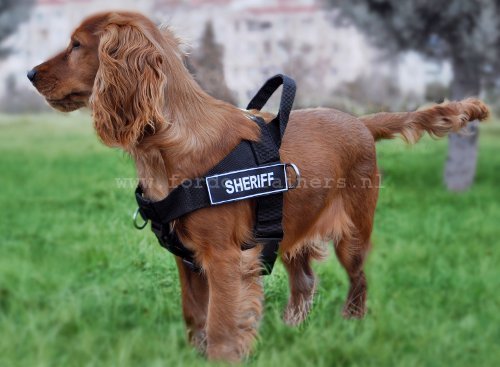 Hondentuigje Spaniel - Klik op de afbeelding om het venster te sluiten