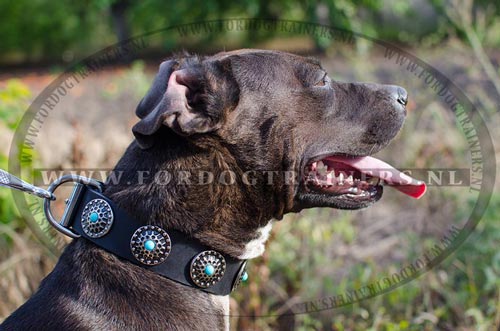 Pitbull hondenhalsband van leer met blauwe stenen | Extra breed - Klik op de afbeelding om het venster te sluiten