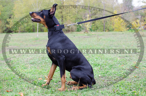 Nylon Halsband met sterke gesp voor Dobermann - Klik op de afbeelding om het venster te sluiten