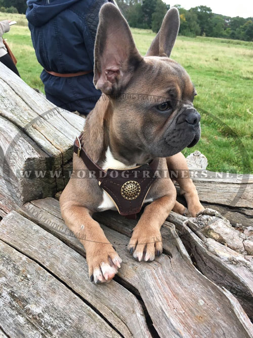 Schuur sieraden Overleven Recensies: Bruine leren hondentuig voor Franse bulldog - €82.7