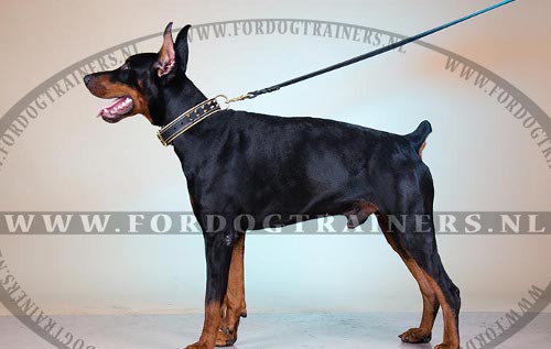 Dobermann Lederen halsband met Messing Spikes - Klik op de afbeelding om het venster te sluiten