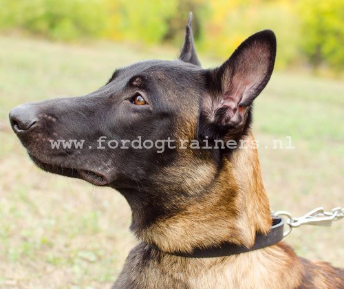 Klassiek ontwerp Hondenhalsband van leer voor uw Herder - Klik op de afbeelding om het venster te sluiten