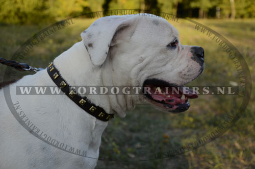 Leren Honden Halsband met Versiering voor Amerikaanse Bulldog - Klik op de afbeelding om het venster te sluiten