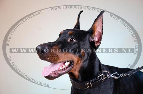 Dobermann Halsband 22 mm met zachte vulling - Klik op de afbeelding om het venster te sluiten