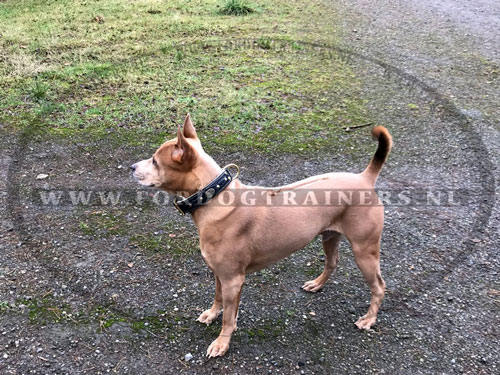 Exclusieve Nappa Halsband voor Thai Ridgeback [C43##1106 Halsband ThaiRidgeback]