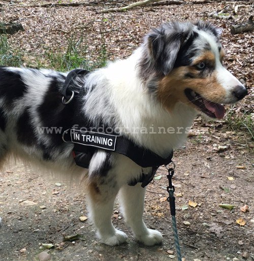 Honden Tuig Van Nylon voor Training en SAR voor Aussie - Klik op de afbeelding om het venster te sluiten