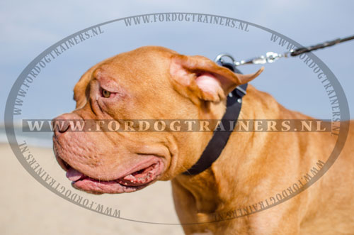 Brede Leren Halsband voor Bordeaux Dog - Klik op de afbeelding om het venster te sluiten