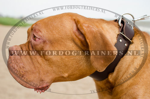 Brede Leren Halsband voor Bordeaux Dog - Klik op de afbeelding om het venster te sluiten