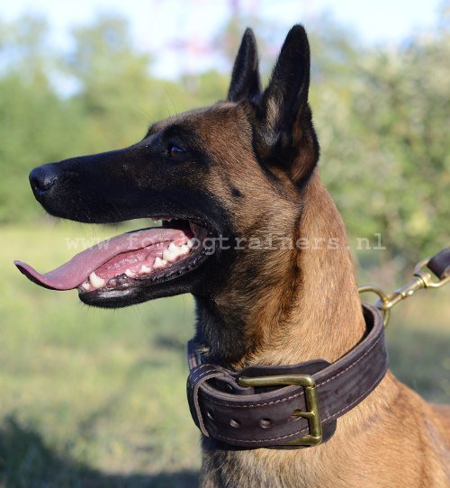 Lederen Halsband voor Agitatie werk voor Malinois - Klik op de afbeelding om het venster te sluiten