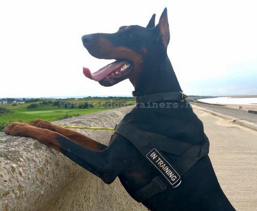 Dobermann hondentuigje voor K9 training - Klik op de afbeelding om het venster te sluiten